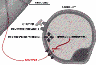 http://www.ssmu.ru/ofice/f4/biochemistry/uthebnik/book9.files/image007.gif