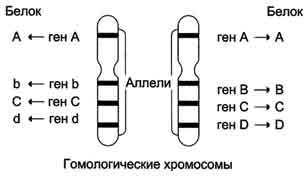рис. 4-59. гомологичные хромосомы и соответствующие аллелям белковые продукты. на рисунке показано расположение 4 аллелей (аа, bb, cc, dd) на гомологичных хромосомах. аллели могут быть идентичны, как в случае генов аа и сс, или различаться (bb, dd). белковые продукты будут идентичны для аллелей аа и сс, но будут различаться по аминокислотной последовательности в случае аллелей bb и dd.