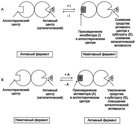 рис. 2-30. схема, поясняющая работу аллостерического фермента. а - действие отрицательного эффектора (ингибитора); б - действие положительного эффектора (активатора).