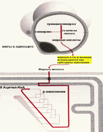 http://www.ssmu.ru/ofice/f4/biochemistry/uthebnik/book9.files/image008.gif