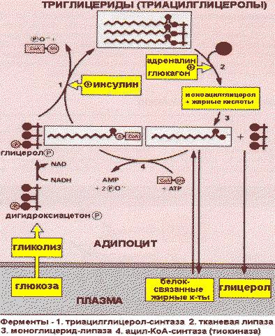 http://www.ssmu.ru/ofice/f4/biochemistry/uthebnik/book9.files/image009.gif