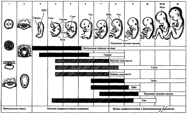 http://botan0.ru/files/biology/image260.gif