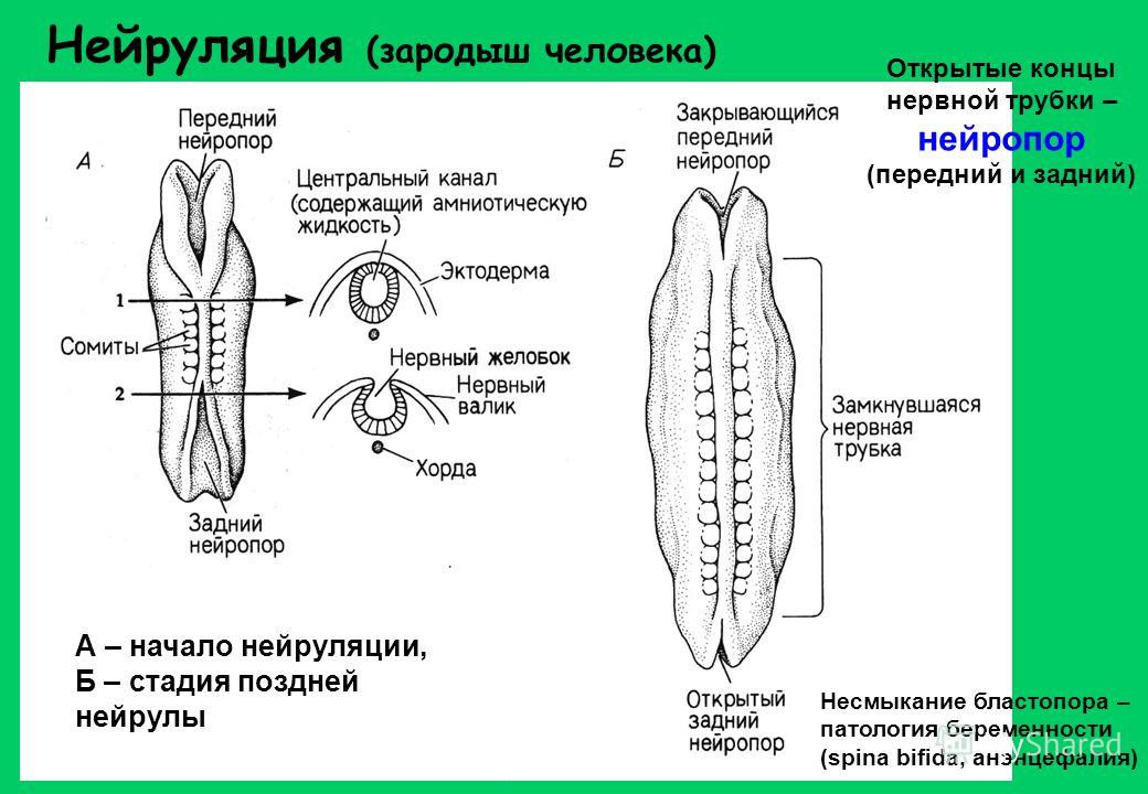 http://images.myshared.ru/804600/slide_4.jpg