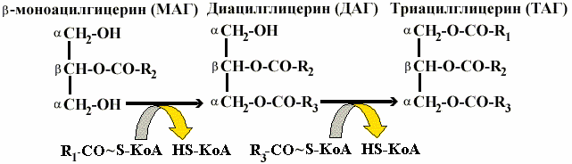 http://www.ssmu.ru/ofice/f4/biochemistry/uthebnik/book9.files/image004.gif