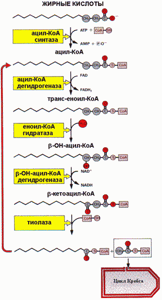 http://www.ssmu.ru/ofice/f4/biochemistry/uthebnik/book9.files/image010.gif