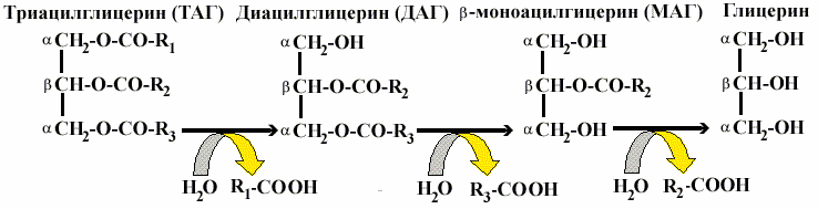 http://www.ssmu.ru/ofice/f4/biochemistry/uthebnik/book9.files/image003.gif