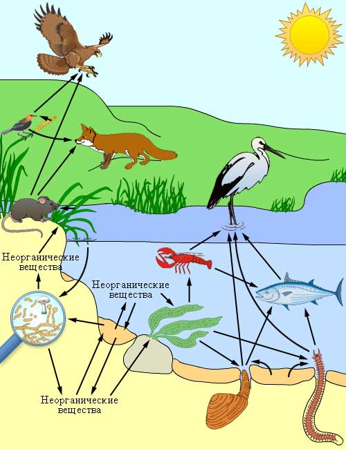 http://www.college.ru/biology/course/content/chapter12/section1/paragraph2/images/12010202.jpg