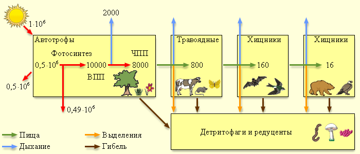 http://www.college.ru/biology/course/content/chapter12/section1/paragraph2/images/12010206.gif