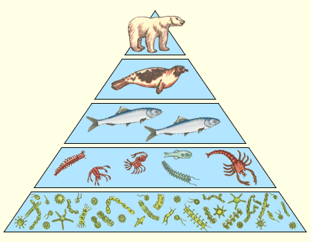 http://www.college.ru/biology/course/content/chapter12/section1/paragraph2/images/12010203.gif