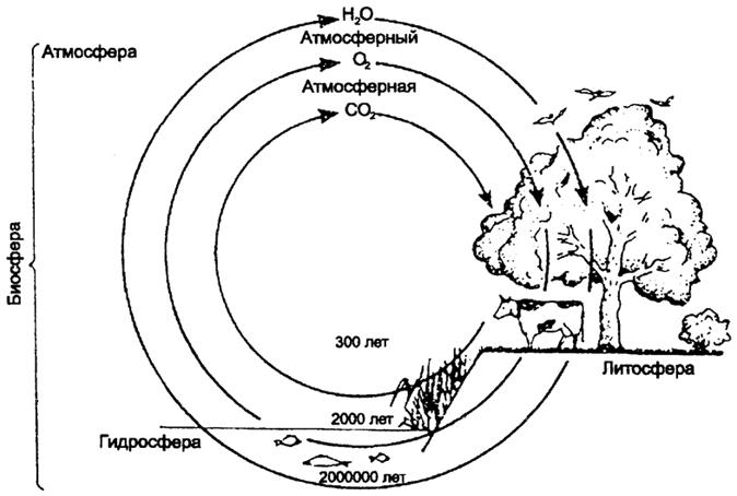 рис. 12.8. круговороты воды, кислорода и углекислого газа (по п. клауду и а. джибору, 1972)