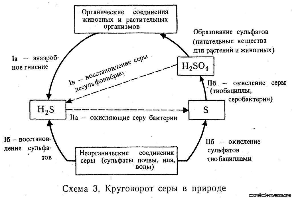 http://microbiology.ucoz.org/_si/0/18265091.jpg