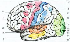 нажмите для увеличения - головной мозг и мозговые центры