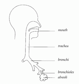 http://www.medpoisk.ru/cf/pct/01-02.gif