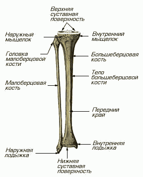 строение скелета голени