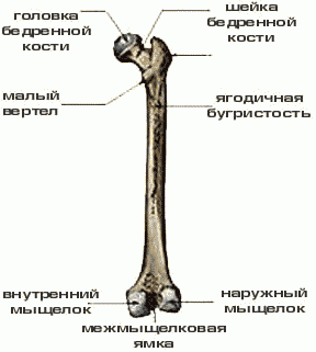 строение скелета бедренной кости