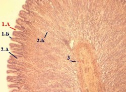 d:\аня\гистология\histology\r7\exams81s.jpg