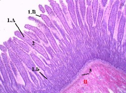 ../../гистология/histology/r7/exams239s.jpg