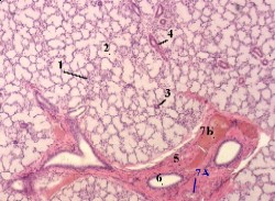 d:\аня\гистология\histology\r7\exams128s.jpg