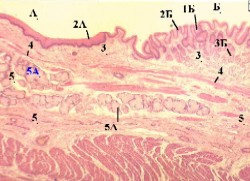 d:\аня\гистология\histology\r5\exams24s.jpg