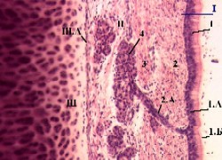 d:\аня\гистология\histology\r7\exams319s.jpg