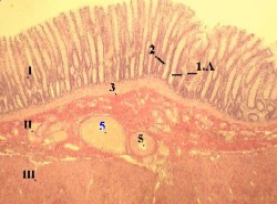 d:\аня\гистология\histology\r5\exams216s.jpg