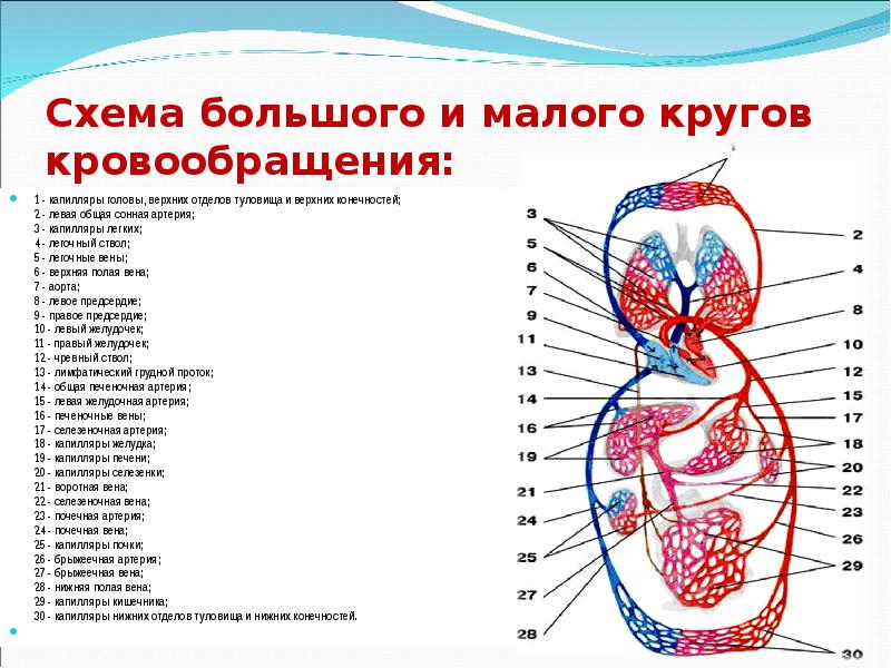 https://myslide.ru/documents_3/872b281d1759d560a127a302cfd3a808/img4.jpg