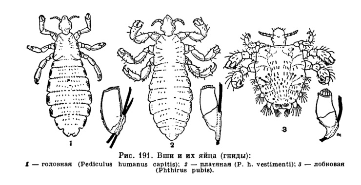 http://dic.academic.ru/pictures/enc_biology/animals/ris._3_191.jpg