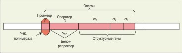 http://medbiol.ru/medbiol/biology_sk/images/050.jpg