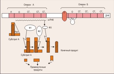 http://medbiol.ru/medbiol/biology_sk/images/051.jpg