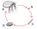 http://upload.wikimedia.org/wikipedia/commons/thumb/a/a8/pulex_irritans.emberbolha_cycle.png/120px-pulex_irritans.emberbolha_cycle.png