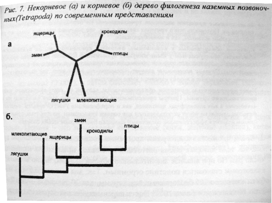 описание: неукорененное и укорененное дерево