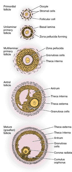 оогенез, развитие фолликулов