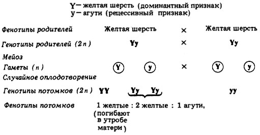 http://biologylib.ru/books/item/f00/s00/z0000012/pic/000360.jpg