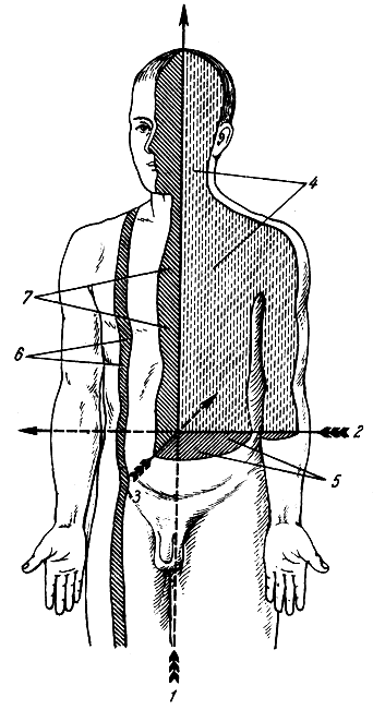 рис. 22. схема осей и плоскостей тела человека. 1 - вертикальная ось; 2 - фронтальная ось; 3 - сагиттальная ось; 4 - фронтальная плоскость; 5 - горизонтальная плоскость; 6 - <a href=