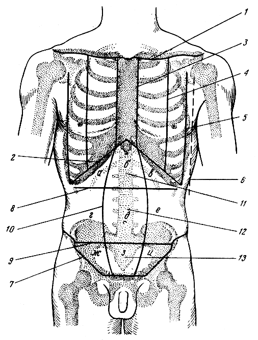 рис. 21. области живота и проекционные линии груди. 1 - верхняя граница груди; 2 - нижняя граница груди; 3 - грудинная линия; 4 - средне-ключичная линия, 5 - передняя подмышечная линия; 6 - средняя подмышечная линия; 7 - нижняя граница живота; 8, 9 - горизонтальные линии; 10 - линия по наружному краю прямой мышцы живота; 11 - надчревье: а - правое подреберье; б-надчревная область живота, в - левое подреберье; 12 - чревье; г - правая боковая область живота, д - пупочная область, е - левая боковая область живота; 13 - подчревье; ж - правая паховая область, з - лобковая область, и - левая паховая область