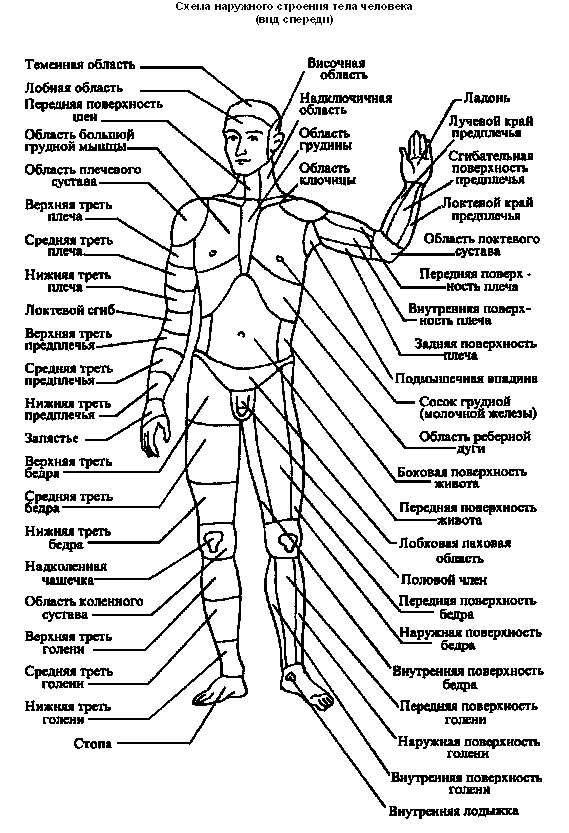 анатомические области на теле человека