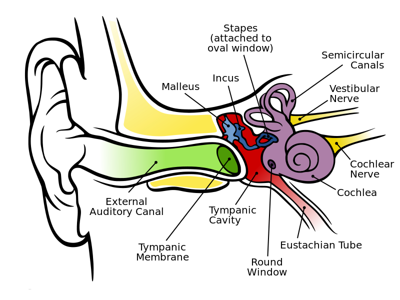 anatomy_of_the_human_ear.svg.png