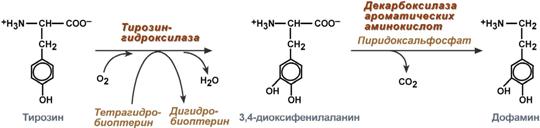 синтез дофамина из тирозина