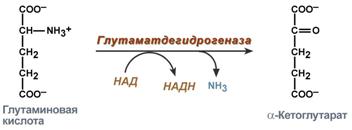 реакция, проводимая глутамат-дегидрогеназы