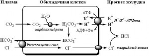 переваривание белков в желудке