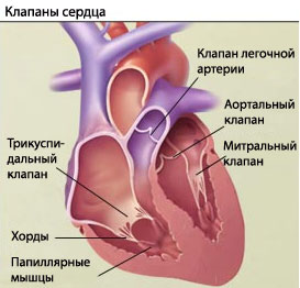 картинки по запросу клапаны сердца