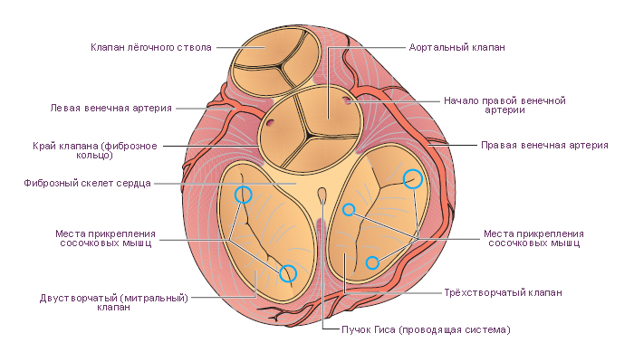 картинки по запросу клапаны сердца схема