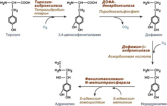 синтез катехоламинов