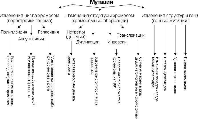 схема классификации основных типов мутаций