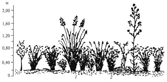 рис. 66. вертикальная проекция травяного покрова в саванне националь­ного парка альберт: доминируют thremeda triandra (7) и heteropogon contortus (2) (j.lebrun, 1977)