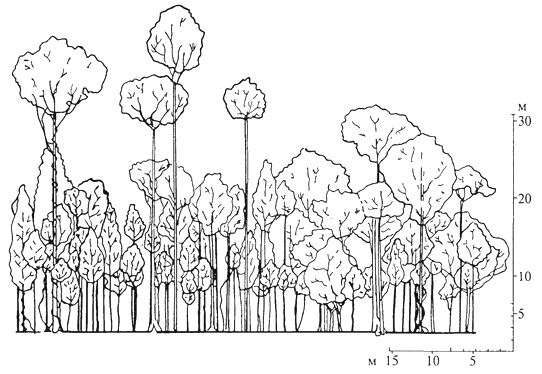 рис. 13. профильная диаграмма тропического леса на острове калимантан, полоса леса длиной около 60 и шириной 8 м, деревья высотой более 7 м (п. ричарде, 1960)