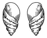 рис. 100. правозавитковая (дектральная) и левозавитковая (синистральная) раковин­ки у моллюсков (н.п.дуби­нин, 1966)