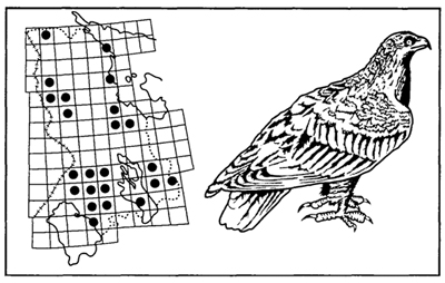 рис. 32. ареал беркута. редкий гнездящийся и зимующий вид. сетка квадратов со сторонами 50×60 км2 (красная книга карелии, 1995)