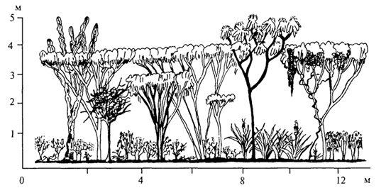 рис. 64. профильная диаграмма формаций колючих кустарников с пре­обладанием видов акаций, мимозы и других представителей семейства мимозовых в венесуэле (g.walter, s.-w. breckle, 1985)