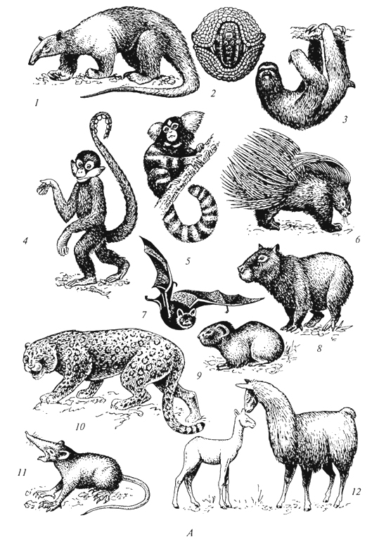 рис. 58а. характерные представители фауны неотропической области (г. м.абдурахманов и др., 2001): а -млекопитающие: 1 - муравьед тамандуа; 2 - броненосец; 3 -ленивец; 4 -цепкохвостая обезьяна; 5 - обезьяна игрунка; 6 -древесный дикобраз; 7 -вампир; 8-капибара; 9 -дикая морская свинка; 10-ягуар; 11 - соленодон; 12- лама;